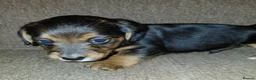 Jackshund dogs for sale: Miniature dachshund cross jack russell - Advert 9