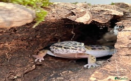 Leopard Gecko reptiles for sale: Leopard gecko and custom viv - Image 5