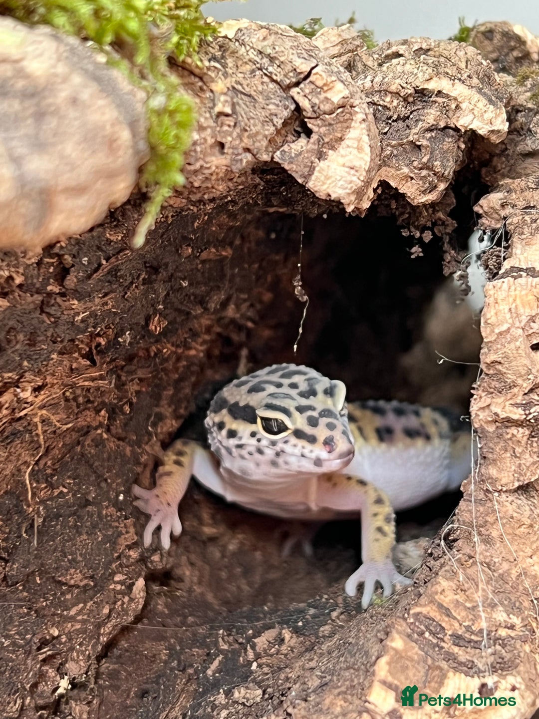 Leopard Gecko reptiles for sale: Leopard gecko and custom viv - Image 5