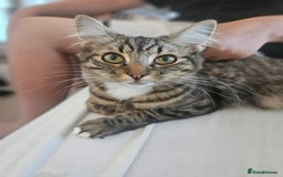 Maine Coon cats for sale: Maine Coon mix kittens - Image 9