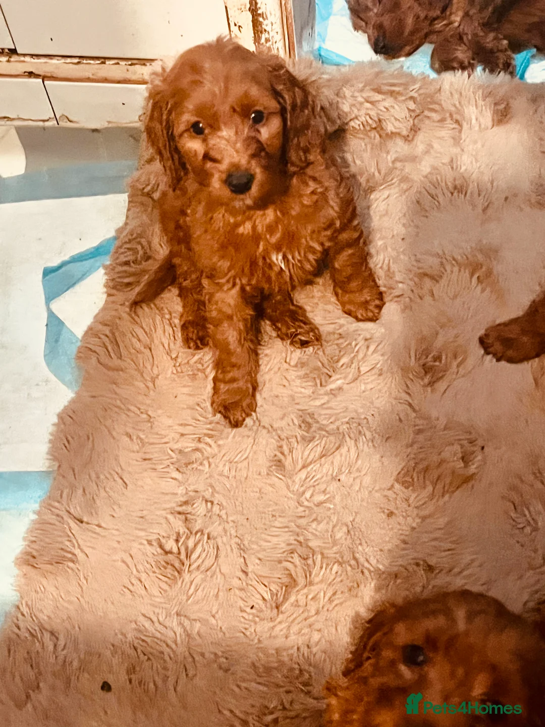 Cockapoo dogs for sale: Stunning 🐶 Cockapoo Puppies - Advert 17