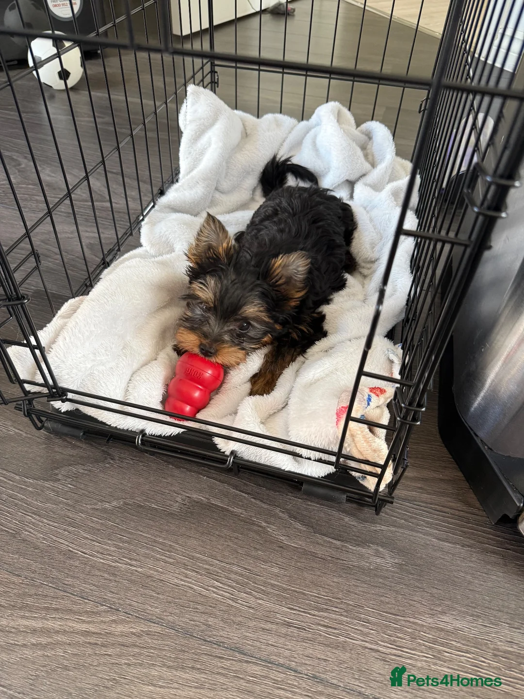 Yorkshire Terrier dogs for sale: 🐶 Beautiful Yorkshire Terrier Puppy 🐾 in Burton-on-Trent - Advert 2
