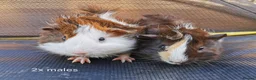 Guinea Pig rodents for sale: Baby Guinea Pigs Ready now in Glastonbury - Advert 2