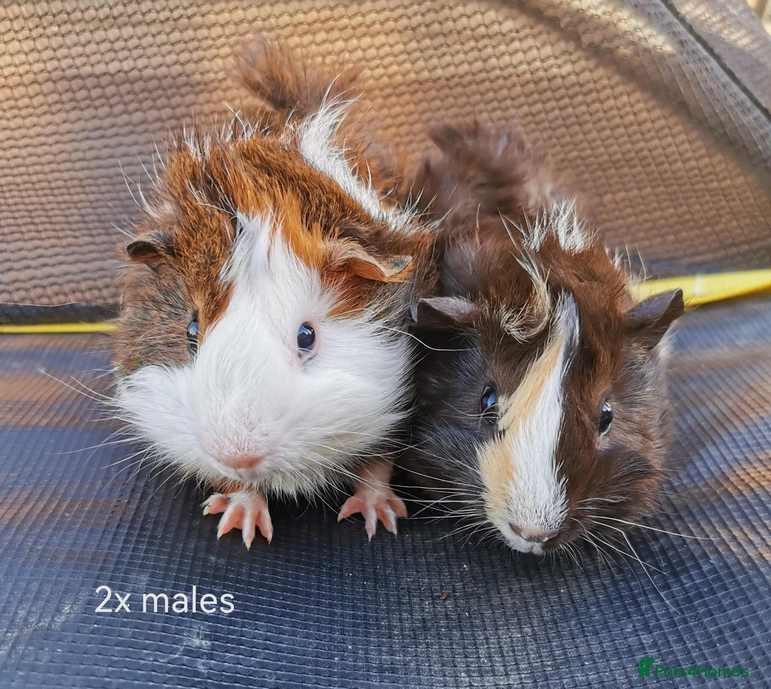 Guinea Pig rodents for sale: Baby Guinea Pigs Ready now in Glastonbury - Advert 2