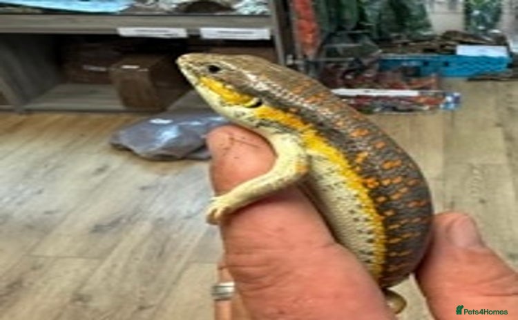 Skink reptiles Berber (Schneider) skink  - Advert 1