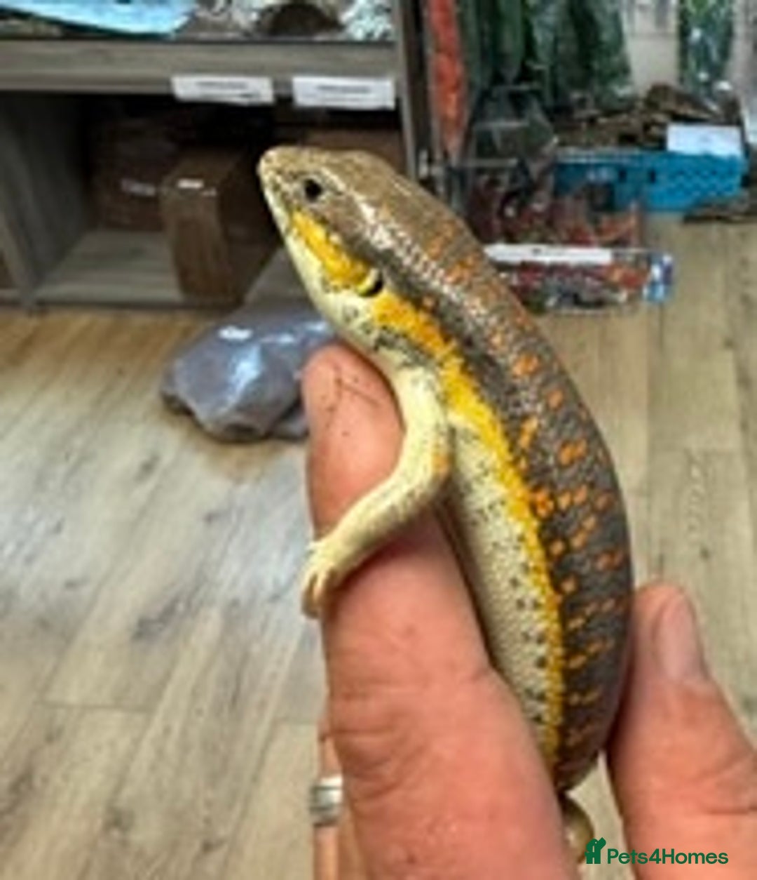 Skink reptiles for sale: Berber (Schneider) skink  - Advert 1