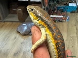 Skink reptiles for sale: Berber (Schneider) skink - Advert 1