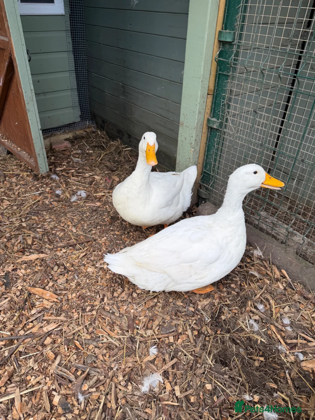 Ducks poultry for sale: Aylesbury make ducks  - Advert 1