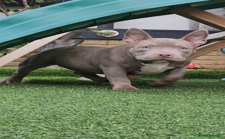 American Bully dogs - Advert 15