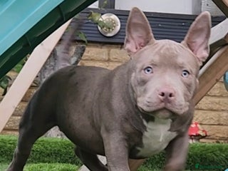 American Bully dogs - Advert 4