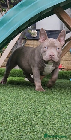 American Bully dogs - Advert 1