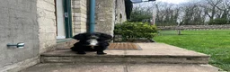Cocker Spaniel dogs for sale: Female KC Cocker Spaniel (Ready to leave) - Advert 5