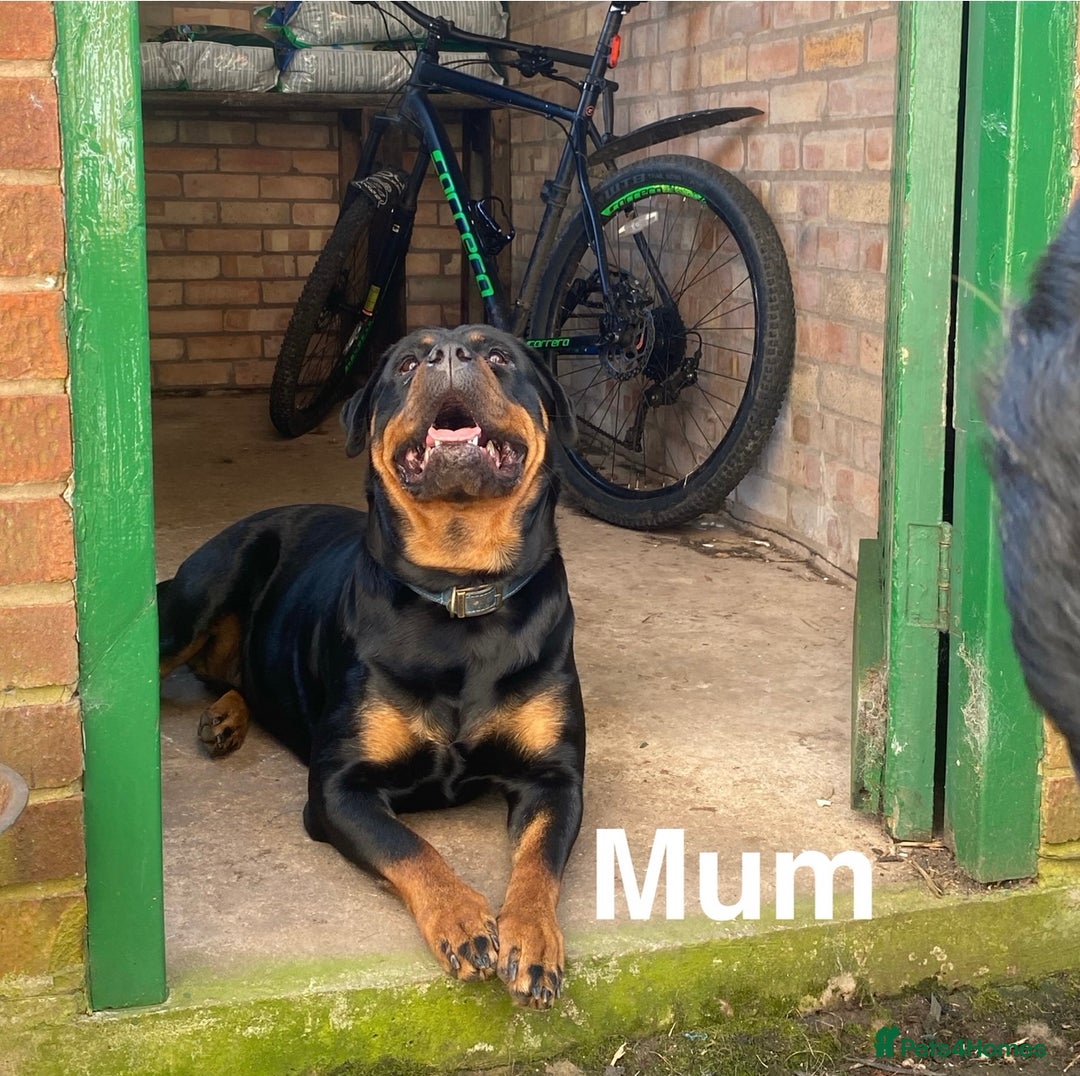 Rottweiler dogs for sale: 🏆(Kc)Champion bloodline Rottweiler puppies. - Image 22