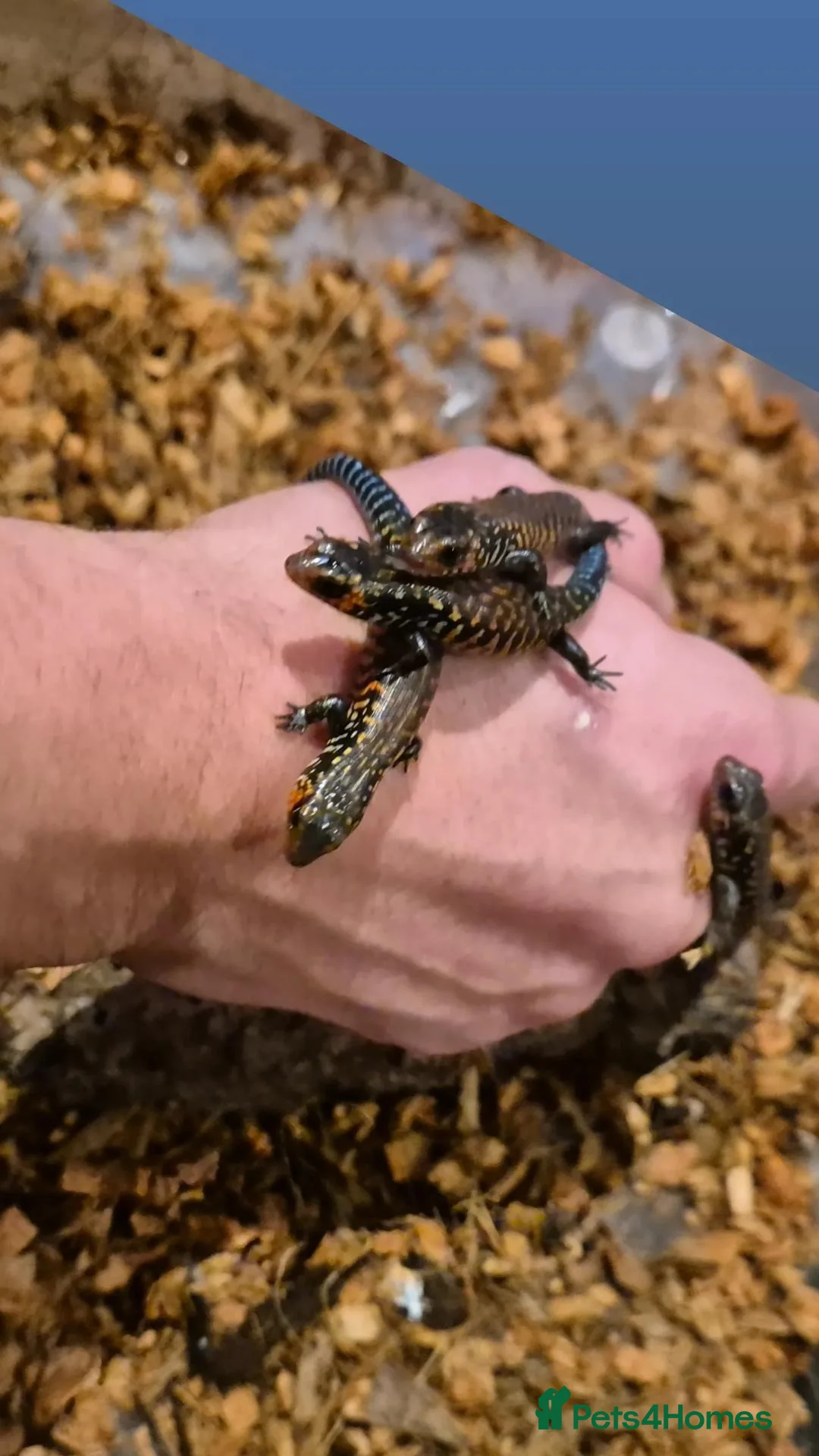 Skink reptiles for sale: African Fire skinks for sale - Advert 6