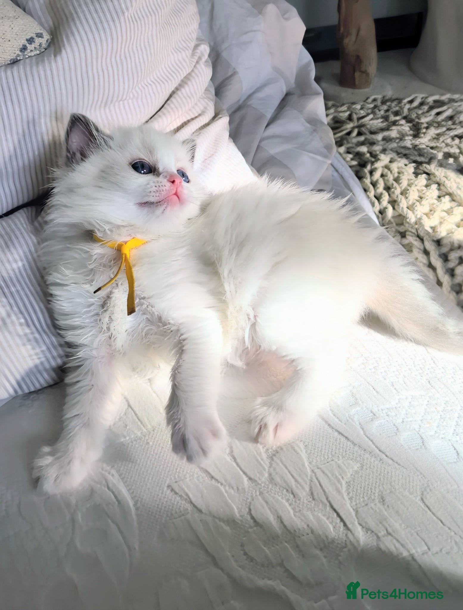 Ragdoll cats Ragdoll Kittens From Imperial Grand Champion Lines - Advert 5