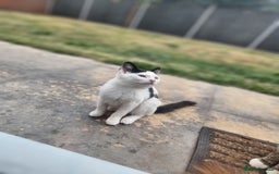 Domestic Shorthair cats for sale: Female kittens - Image 8