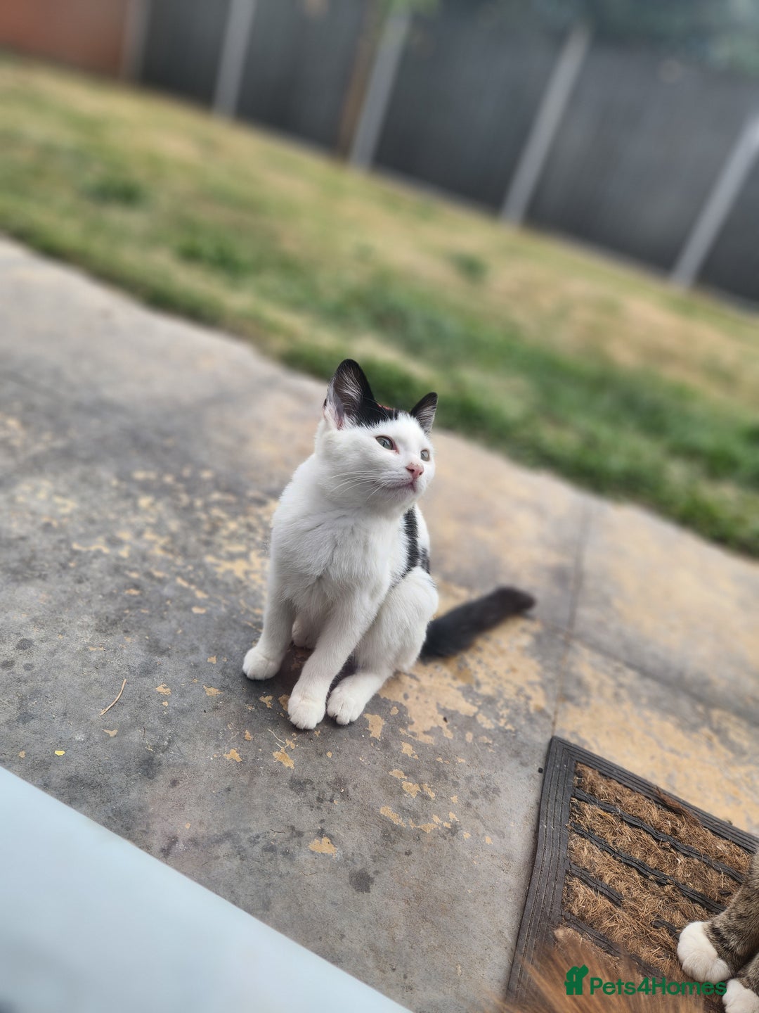Domestic Shorthair cats for sale: Female kittens - Image 8