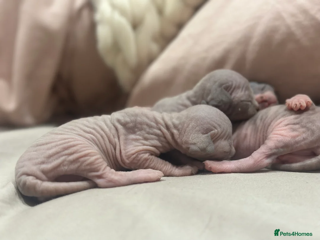 Sphynx cats for sale: Beautiful sphynx kittens from a mum and dad home - Advert 28