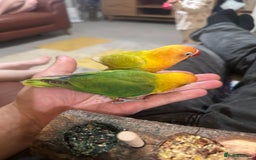 Lovebirds birds for sale: Pair of Beautiful breeding Lovebirds  - Image 7