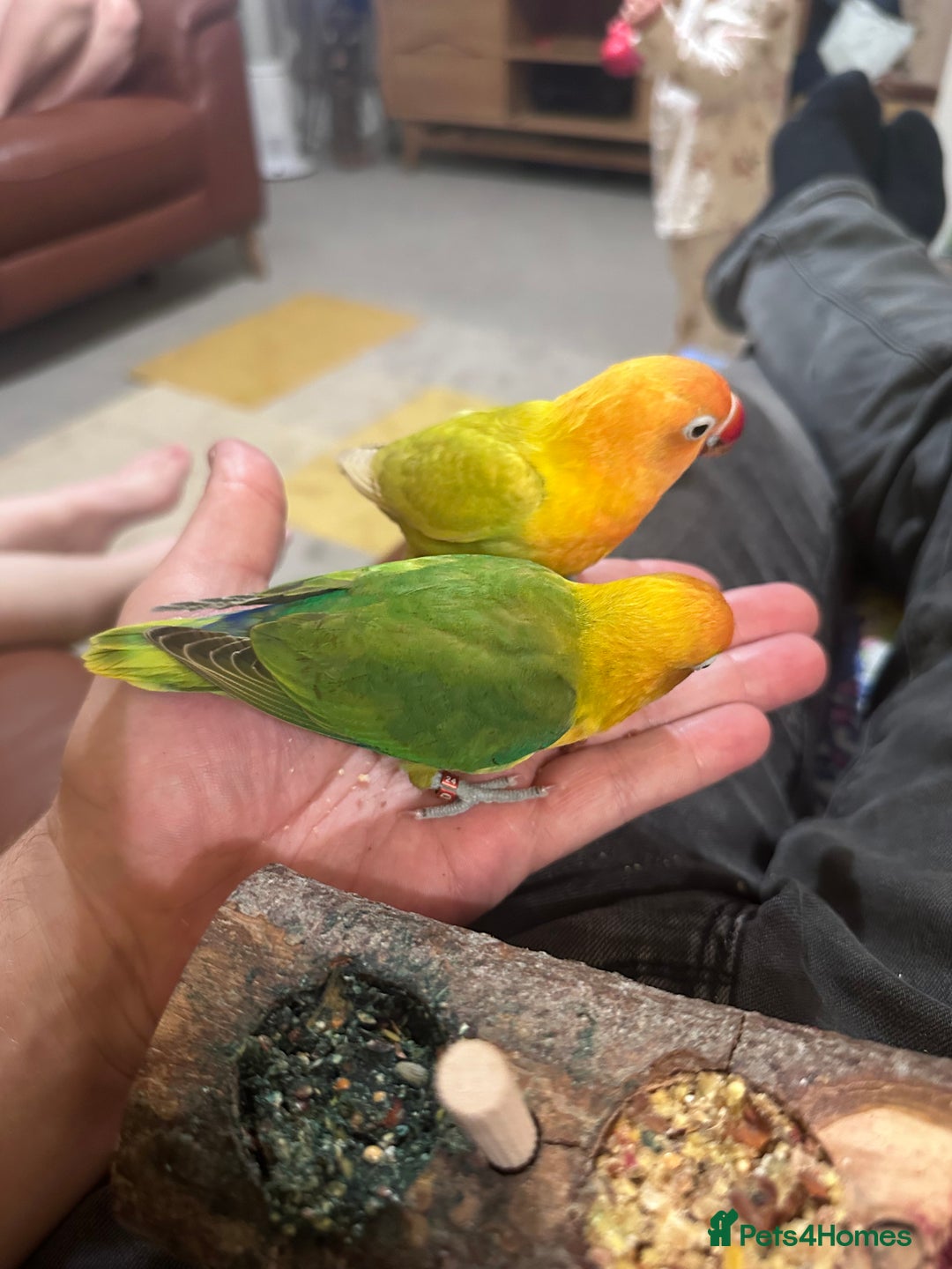 Lovebirds birds for sale: Pair of Beautiful breeding Lovebirds  - Image 7