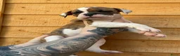 American Bulldog dogs for sale: NEBBR American Bulldog  - Advert 2