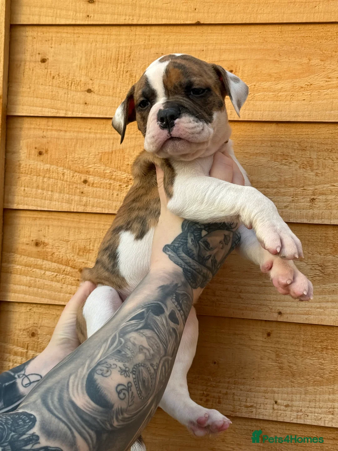 American Bulldog dogs for sale: NEBBR American Bulldog  - Advert 2