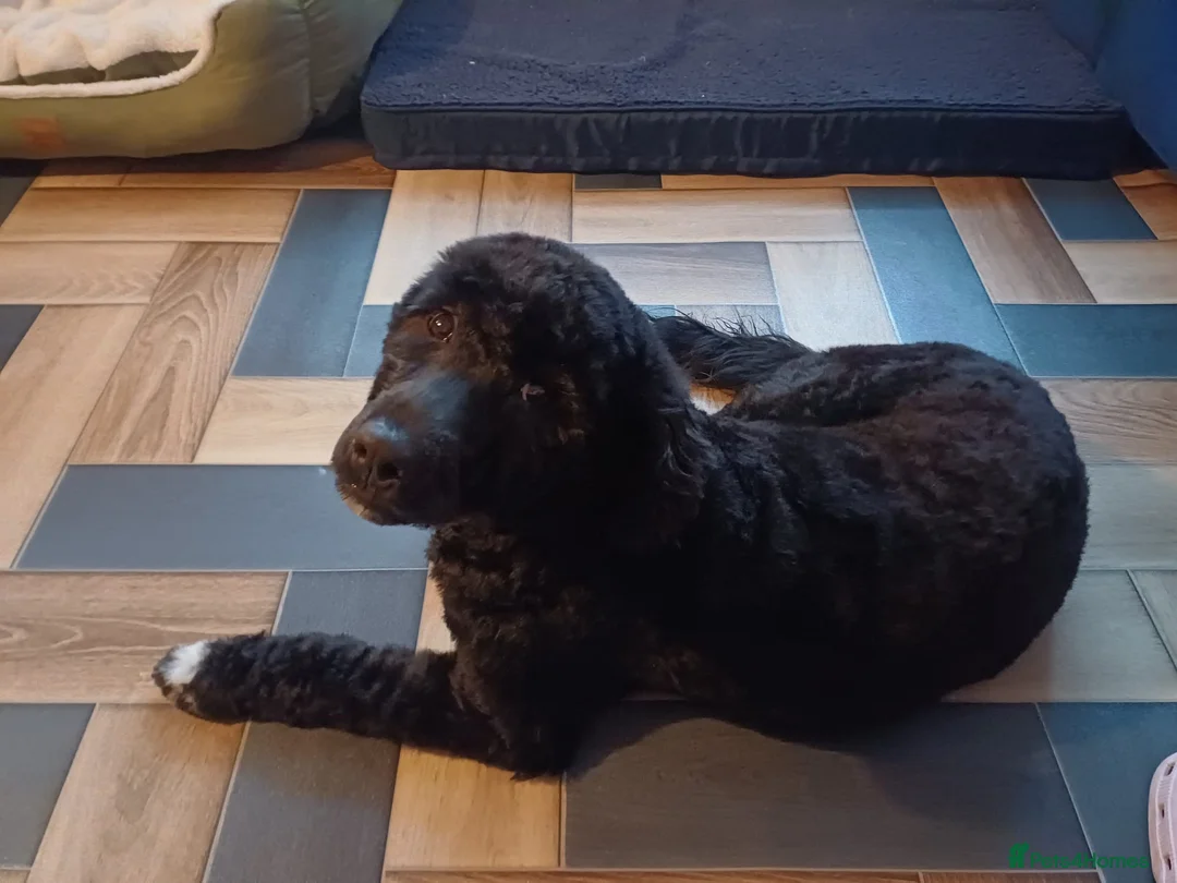 Portuguese Water Dog dogs for sale: Portuguese water dog - Advert 6