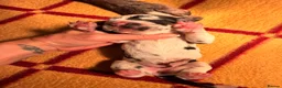 Great Dane dogs for sale: Great danes puppies - Advert 35