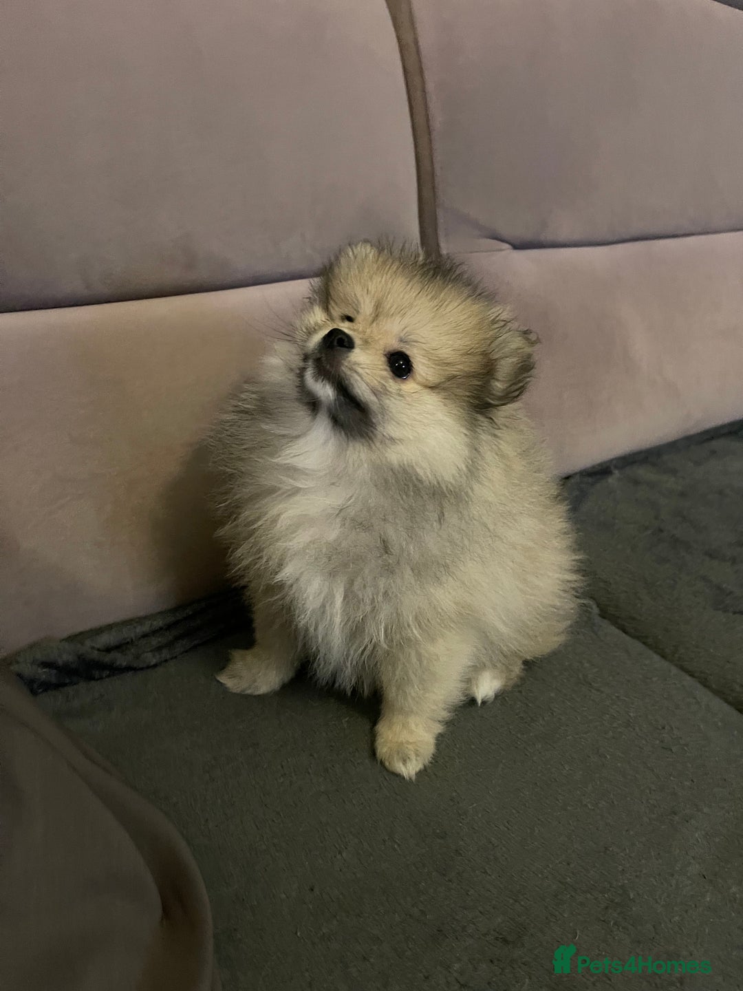Pomeranian dogs for sale: Pomeranian Puppies – Ready Now - Advert 34