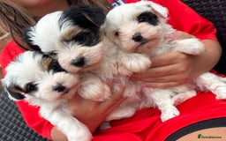 Biewer Terrier dogs for sale: Beautiful biewer terrier puppies 🩷 - Image 32