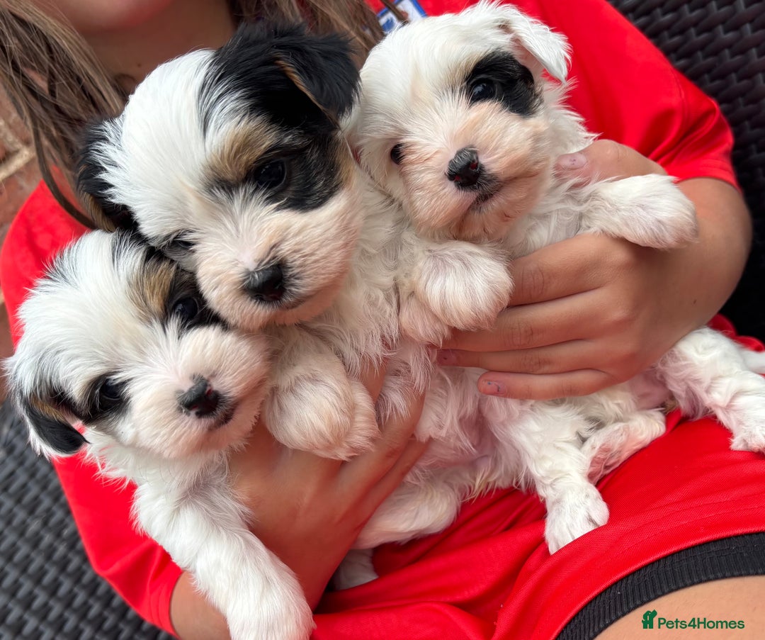 Biewer Terrier dogs for sale: Beautiful biewer terrier puppies 🩷 - Image 32