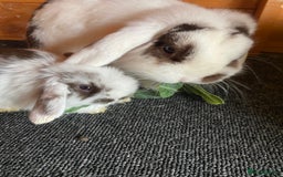 Mini Lop rabbits for sale: Mini lop rabbits - Image 8