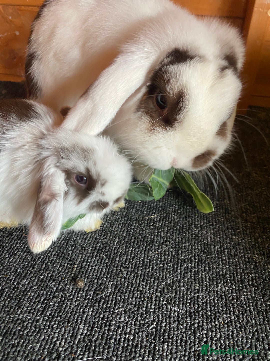 Mini Lop rabbits for sale: Mini lop rabbits - Image 8