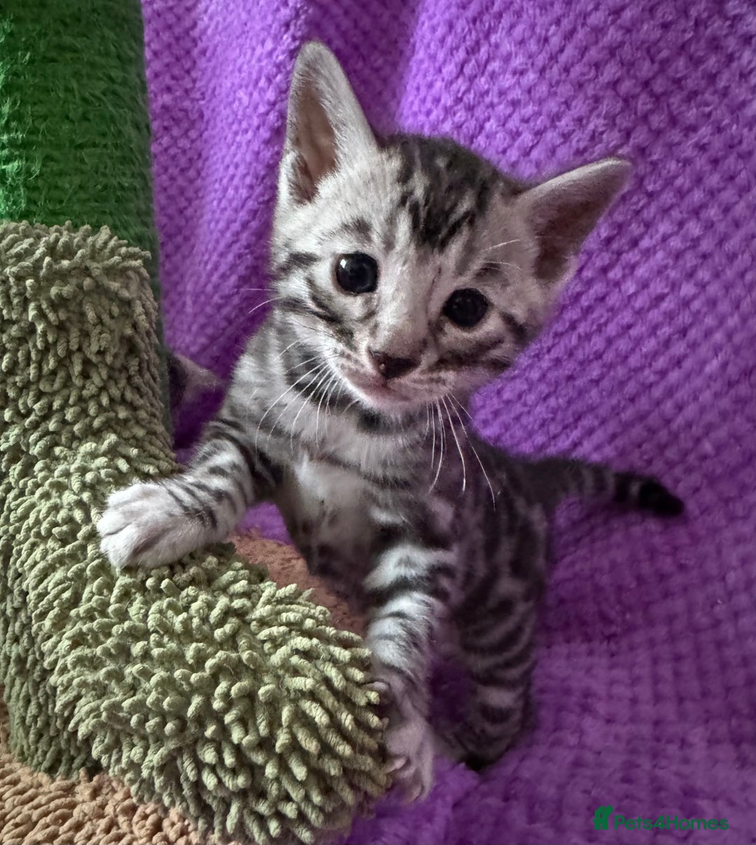Bengal cats for sale: Stunning Silver Bengal Kittens 😻 - Image 26