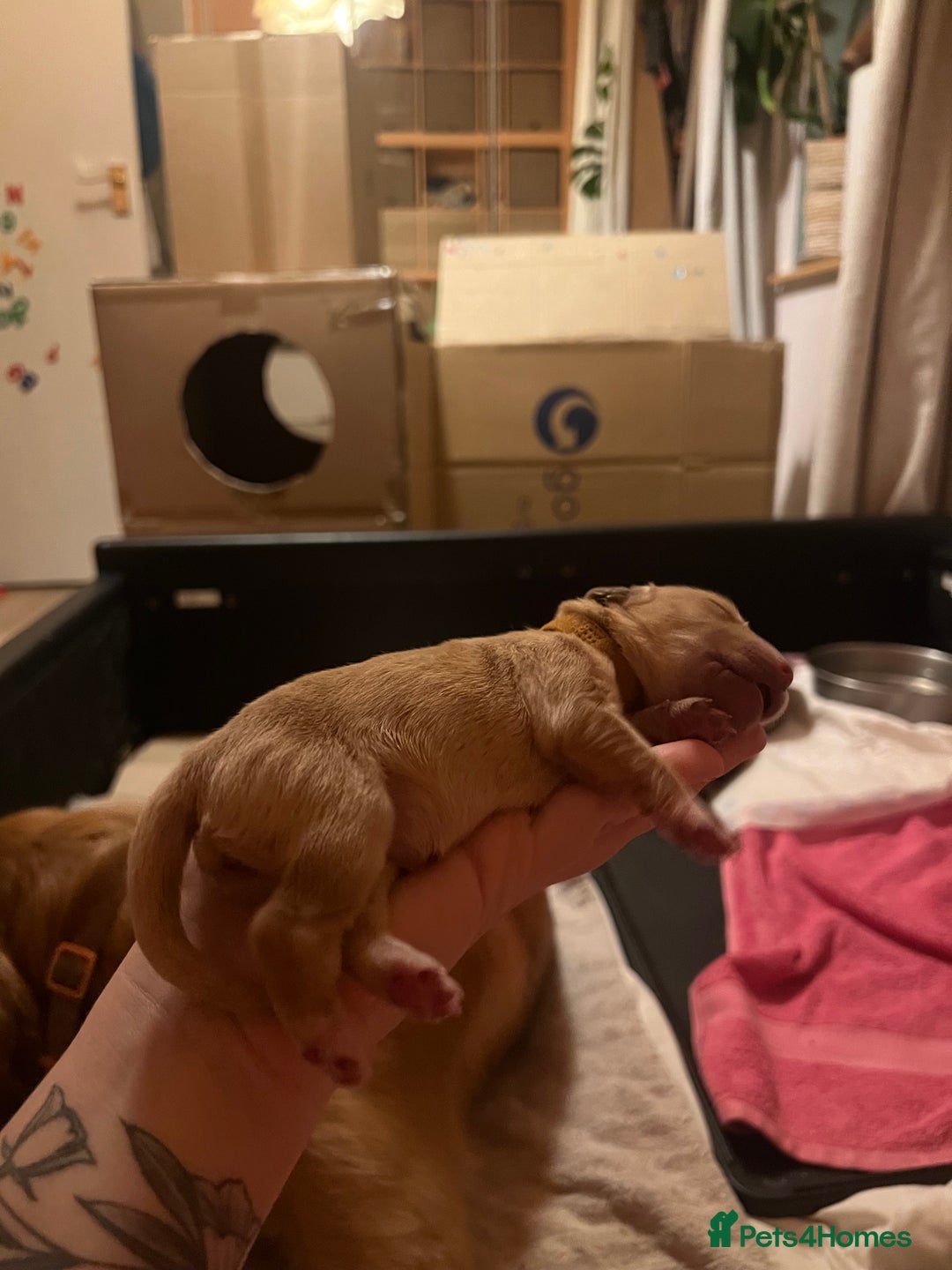 Golden Retriever dogs for sale: LITTLE BUNS - Advert 13