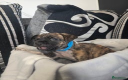 Mixed Breed dogs for sale: Puppy chugs 4 boys  - Image 15