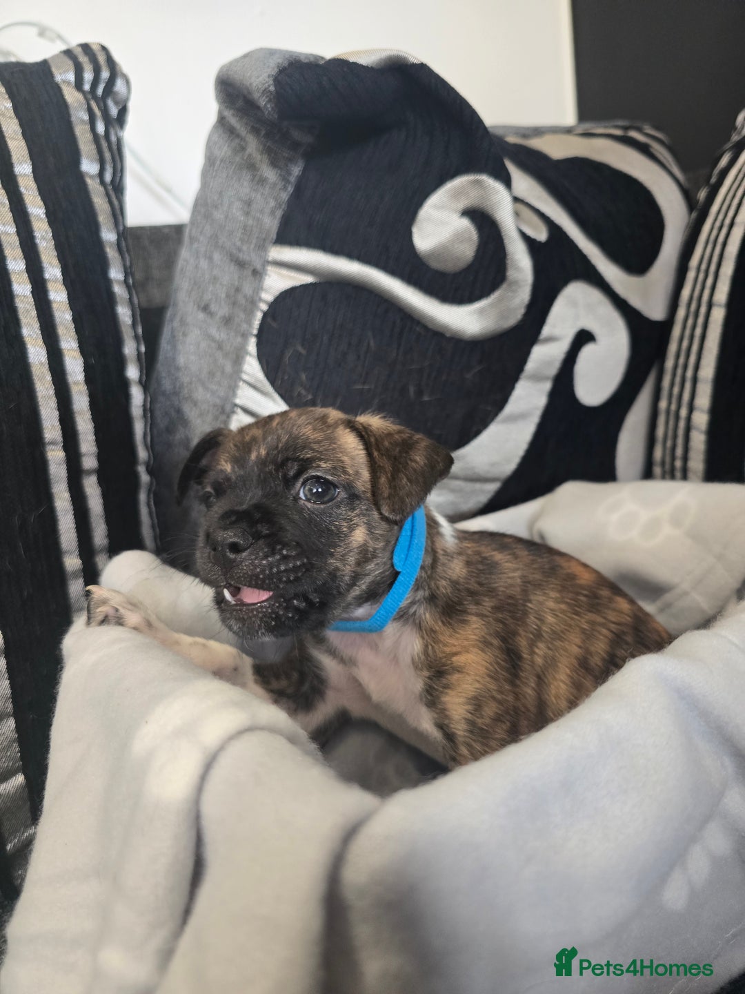 Mixed Breed dogs for sale: Puppy chugs 4 boys  - Image 15