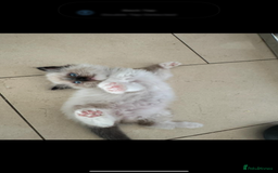 Ragdoll cats for sale: Stunning GCCF reg ragdoll kittens available now  - Image 9