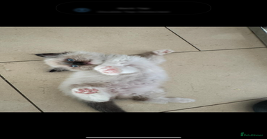Ragdoll cats - Advert 16