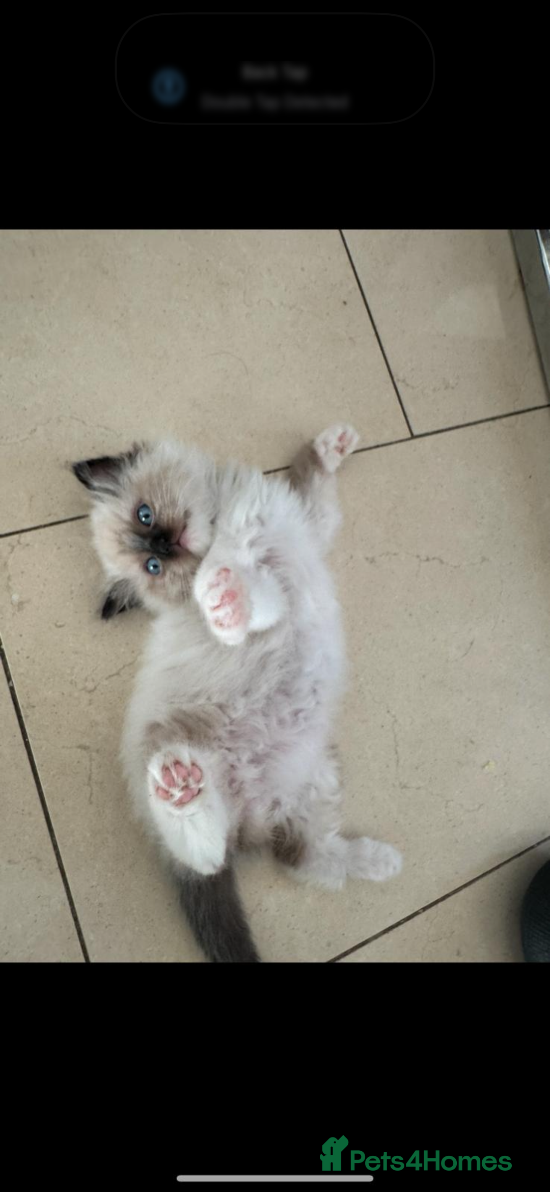 Ragdoll cats for sale: Stunning GCCF reg ragdoll kittens available now  - Image 9