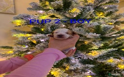 Cocker Spaniel dogs for sale: Lovely Cocker Spaniel Puppies From Our Family Dogs - Advert 9