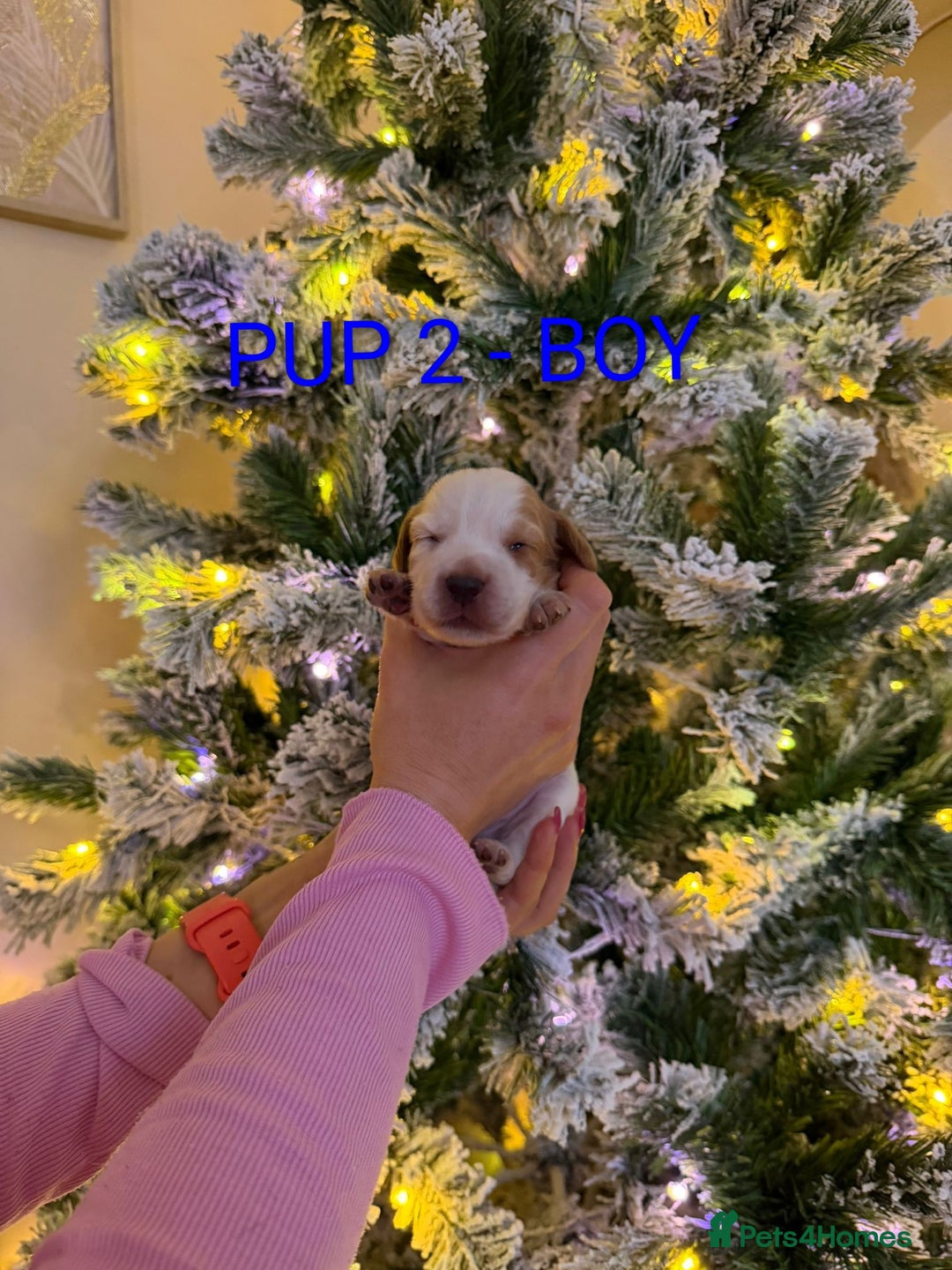 Cocker Spaniel dogs for sale: Lovely Cocker Spaniel Puppies From Our Family Dogs - Advert 9