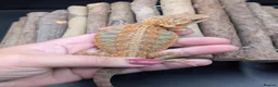 Bearded Dragon reptiles for sale: Bearded dragon - Advert 2
