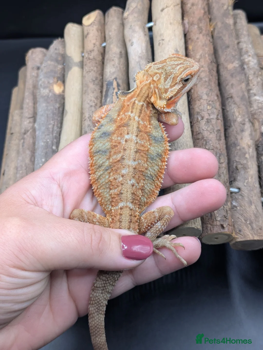 Bearded Dragon reptiles for sale: Bearded dragon - Advert 2