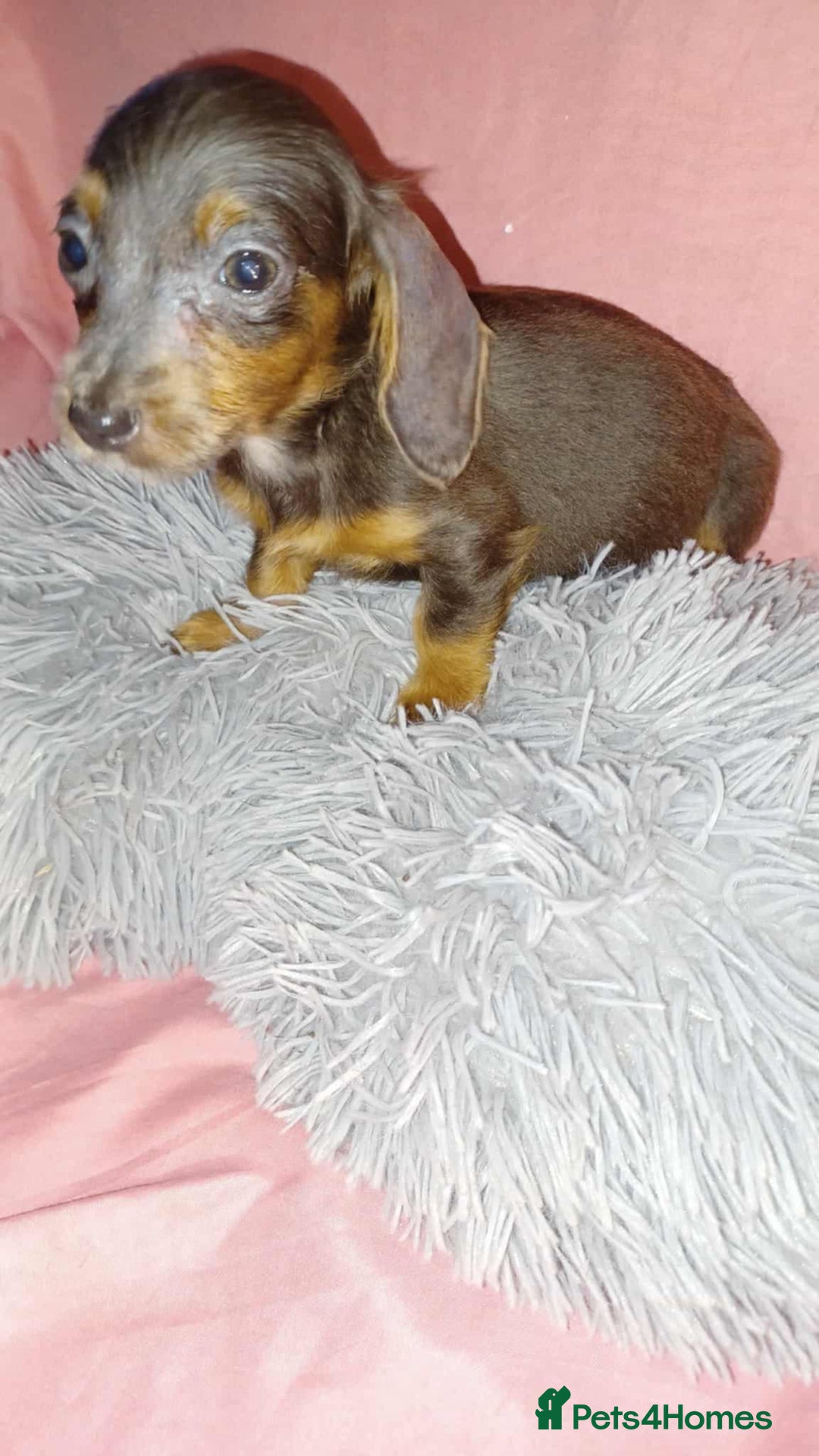 Dachshund dogs for sale: Dachshund puppies  - Advert 3