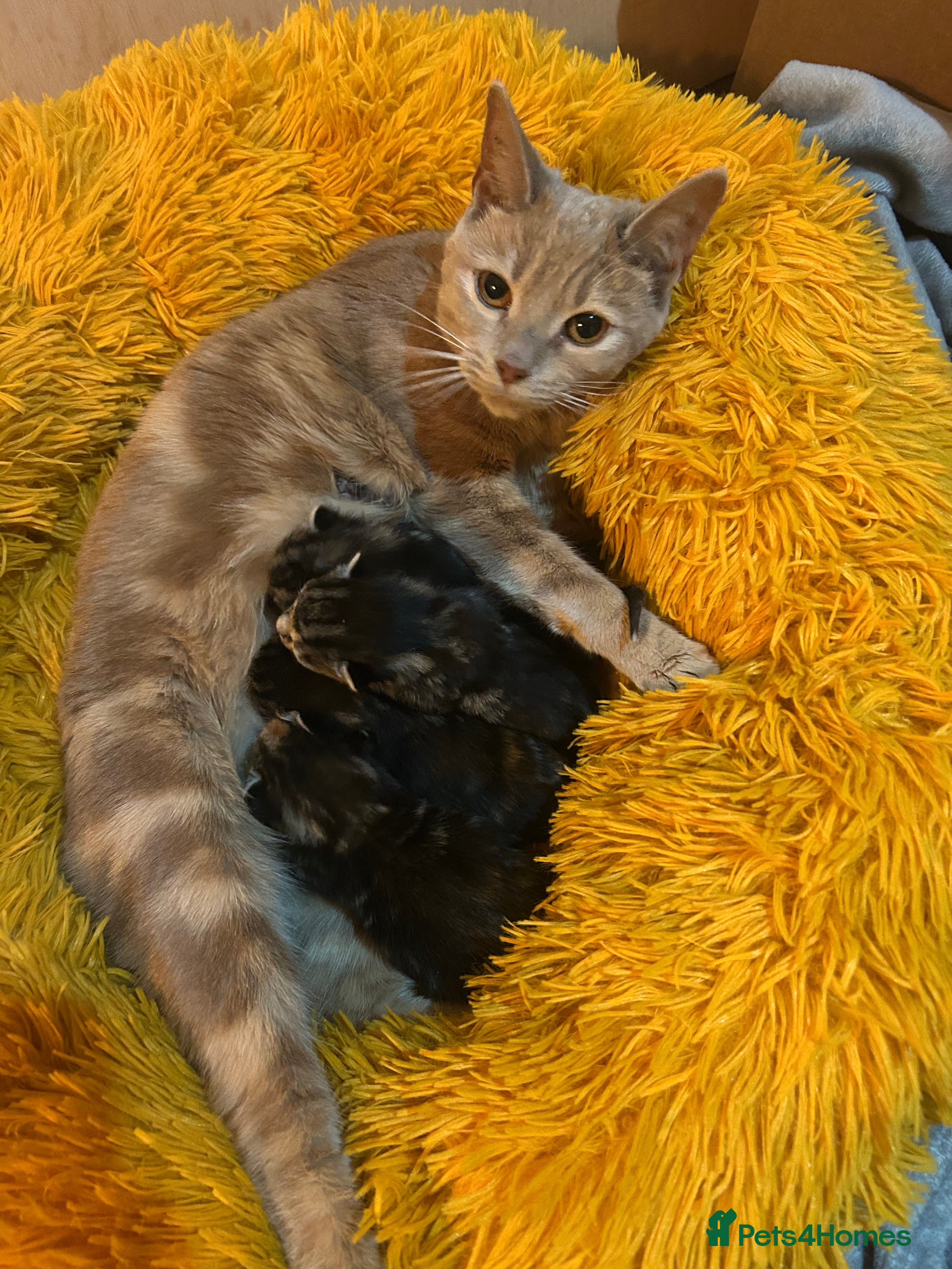 Mixed Breed cats Beautiful BSH x Ragdoll kittens  - Advert 2