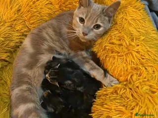 Mixed Breed cats Beautiful BSH x Ragdoll kittens - Advert 1