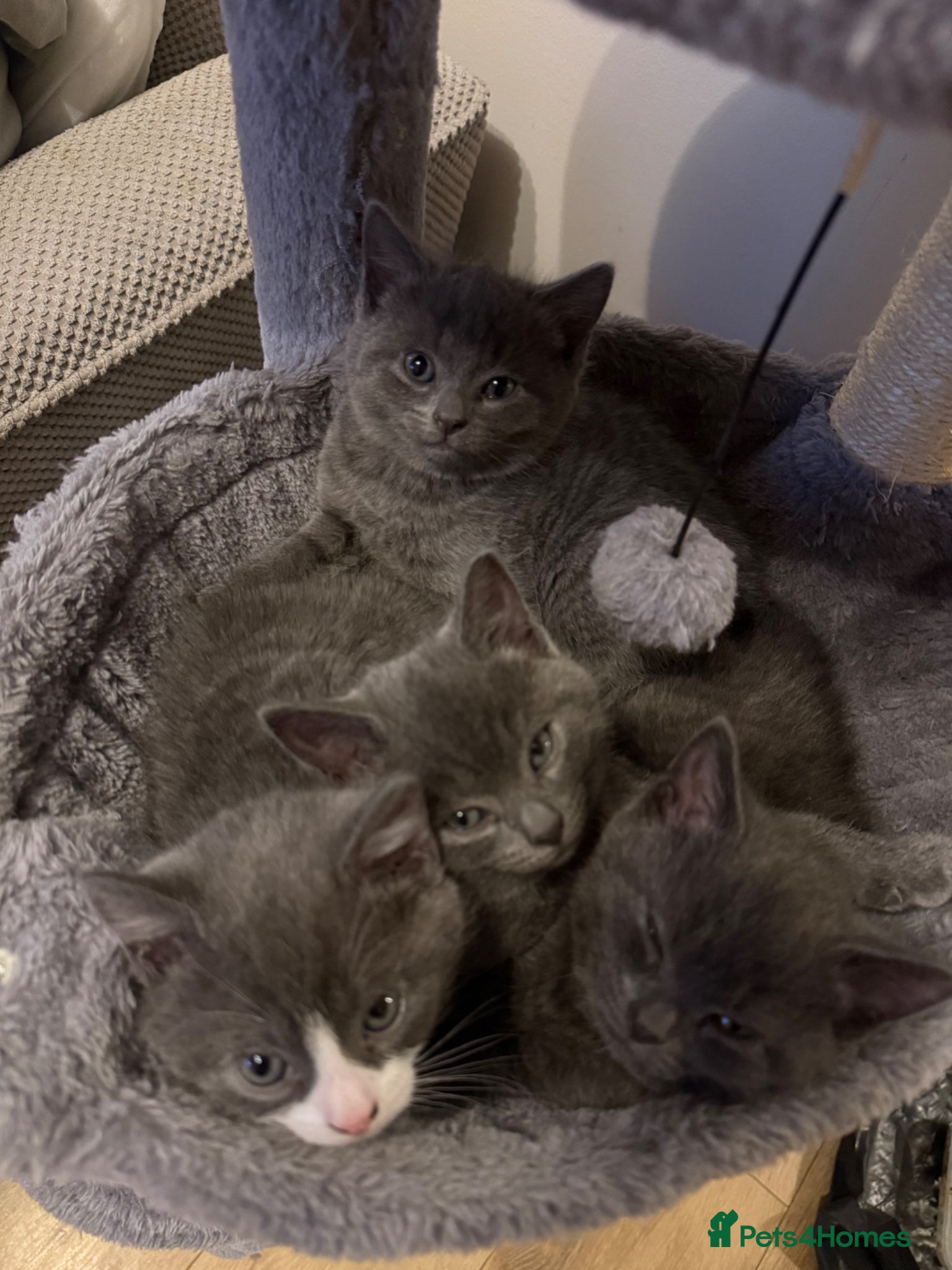 British Shorthair cats 3 kittens ready for collection.  - Advert 6