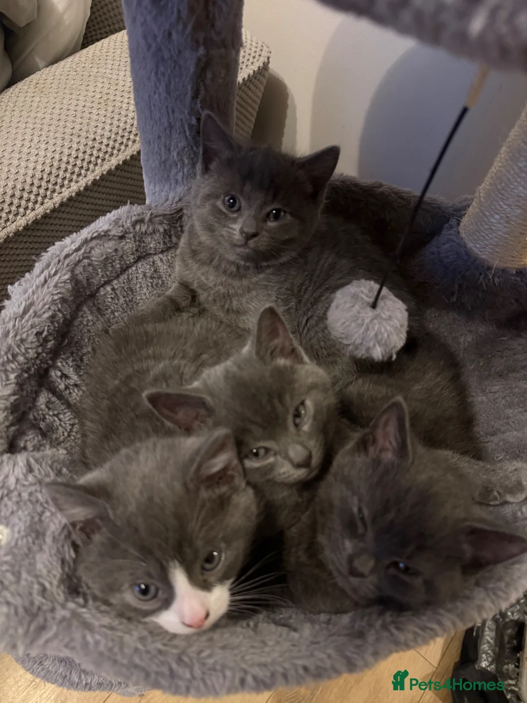 British Shorthair cats for sale: 3 kittens ready for collection.  - Advert 1
