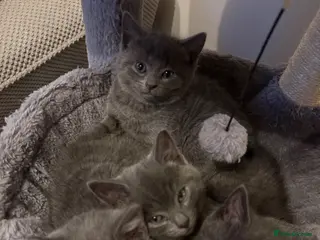 British Shorthair cats 3 kittens ready for collection. - Advert 3